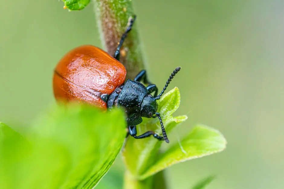 Close-up of a red poplar leaf beetle (Chrysomela populi) on a vibrant green leaf.