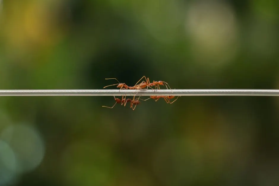 Close-up of red ants walking on a steel cable against a blurred green background.