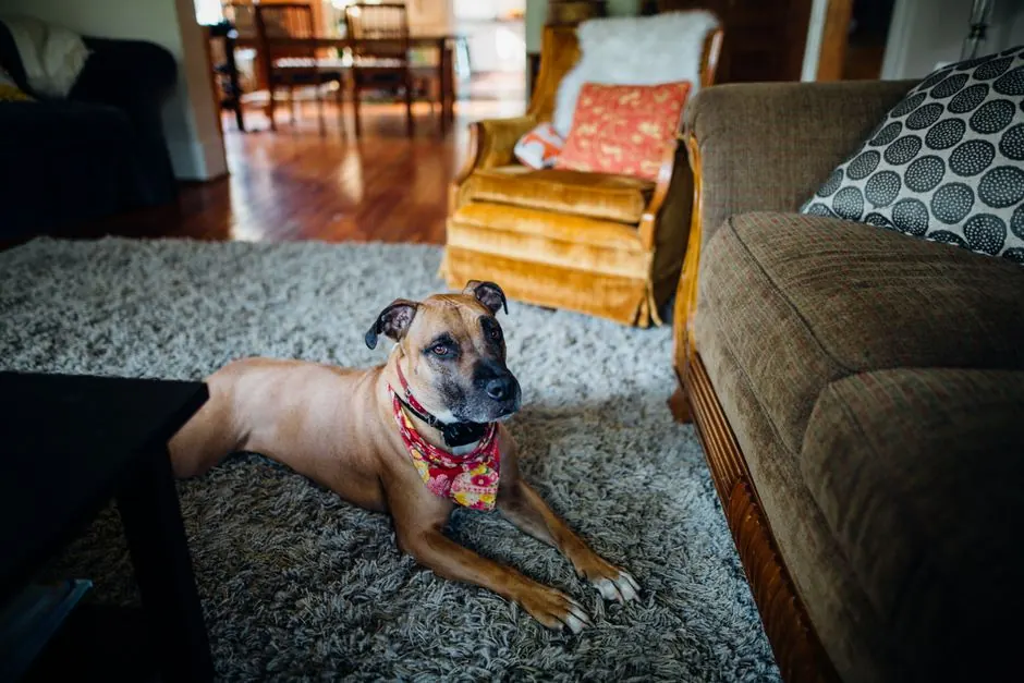 From above of serene smooth haired purebred dog in decorative neck scarf and collar lying on soft rug near sofa and armchair while looking at camera in flat