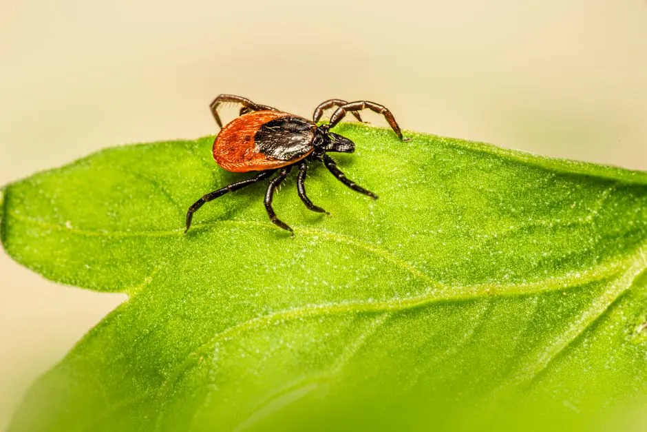 Macro image of a castor bean tick (Ixodes ricinus) on a green leaf, showcasing its parasitic nature.