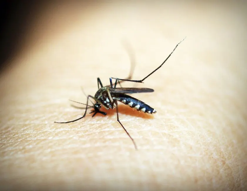 Macro photograph of a mosquito feeding on human skin, showcasing the insect's details.